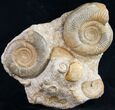 Large Ammonite Plate Three Species - France #10020-5